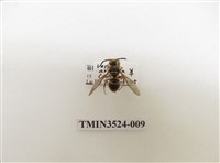 藏品(阿里山黃胡蜂)的圖片